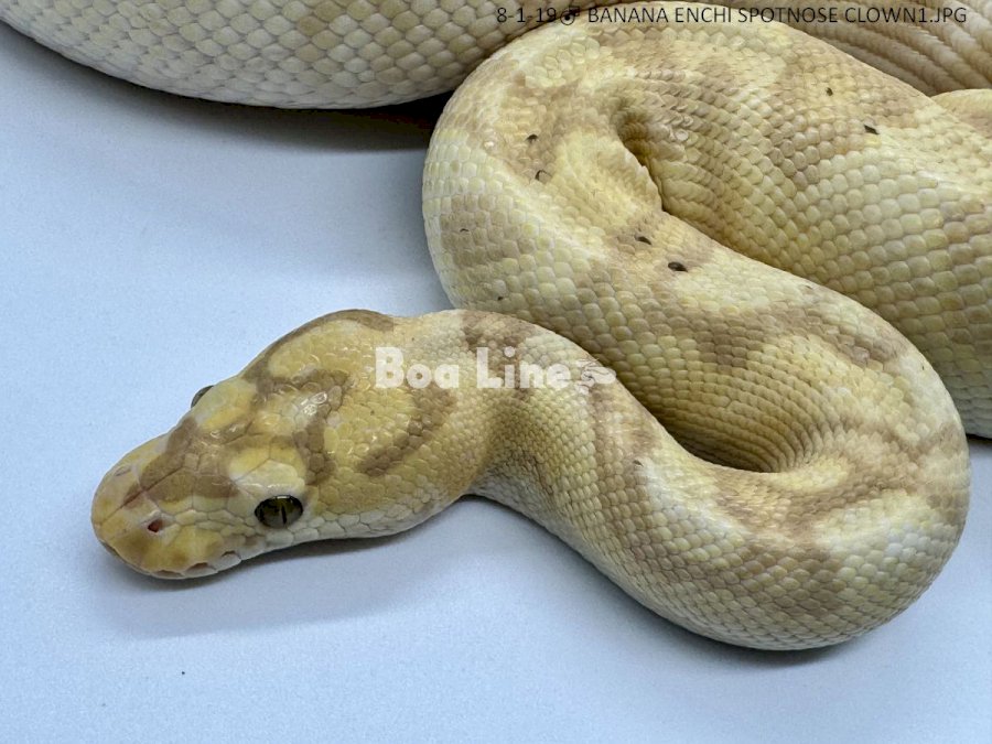 BANANA ENCHI SPOTNOSE CLOWN